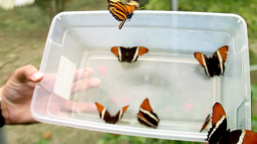 butterfly release.jpg